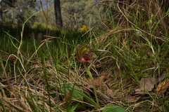 Chiloglottis pluricallata