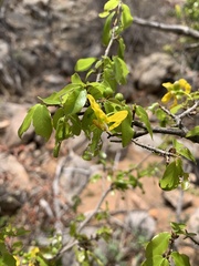Ochna inermis