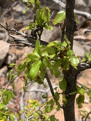 Ochna inermis