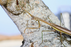 Tenodera aridifolia