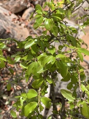 Ochna inermis
