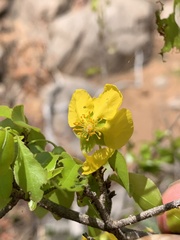 Ochna inermis