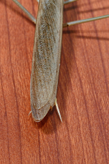 Tenodera aridifolia