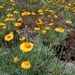 Leucochrysum albicans - Photo 由 Nina Kerr 所上傳的 (c) Nina Kerr，保留部份權利CC BY