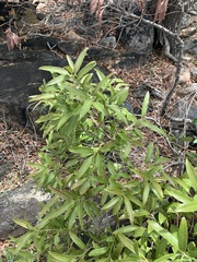 Euclea natalensis angustifolia