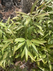 Euclea natalensis angustifolia