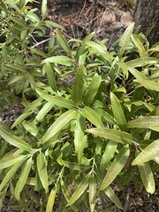 Euclea natalensis angustifolia