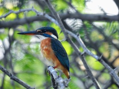 Alcedo atthis taprobana