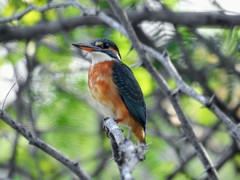 Alcedo atthis taprobana