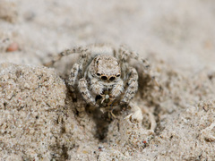 Aelurillus andreevae