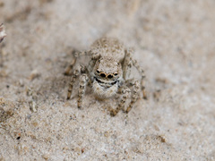 Aelurillus andreevae