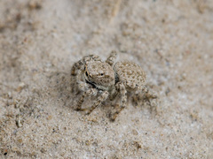 Aelurillus andreevae