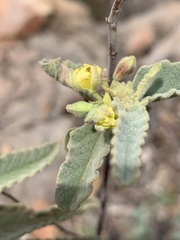 Corchorus kirkii