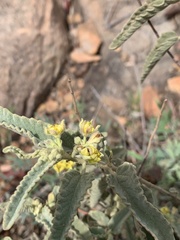 Corchorus kirkii