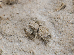 Aelurillus andreevae