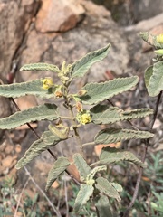 Corchorus kirkii