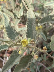Corchorus kirkii
