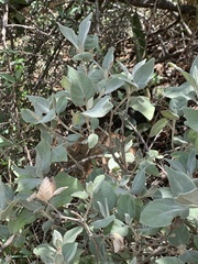 Barleria albostellata