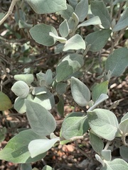 Barleria albostellata