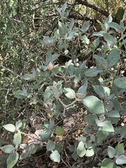 Barleria albostellata