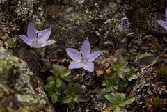 Campanula piperi