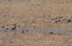 Cursorius coromandelicus