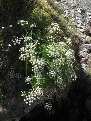 Gingidia montana