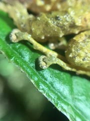 Pristimantis cruentus