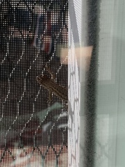 Sceloporus occidentalis