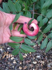 Pistacia terebinthus palaestina