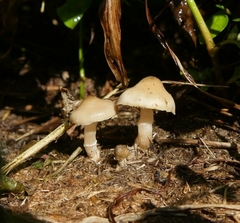 Psilocybe thaiaerugineomaculans