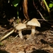 Psilocybe thaiaerugineomaculans - Photo (c) Martin, some rights reserved (CC BY-NC), uploaded by Martin