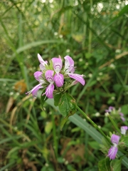 Dicliptera brachiata