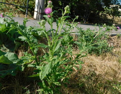 Carduus crispus