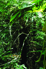 Cyathea atrovirens