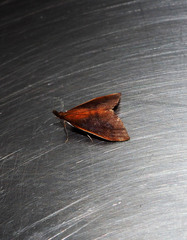Udea daiclesalis