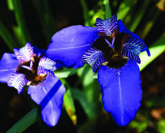 Trimezia coerulea