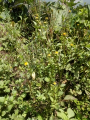 Bidens pilosa image