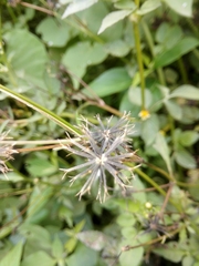 Bidens pilosa image