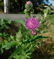 Carduus crispus