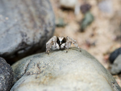 Aelurillus andreevae