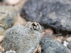 Aelurillus andreevae