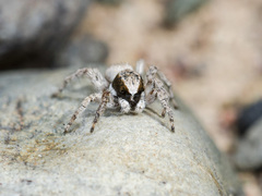 Aelurillus andreevae