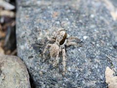 Aelurillus andreevae