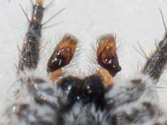 Aelurillus andreevae