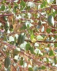 Capparis zoharyi
