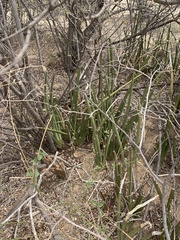Sansevieria pearsonii