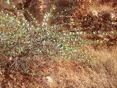 Capparis zoharyi