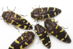 Acmaeodera macra