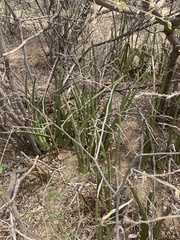 Sansevieria pearsonii
